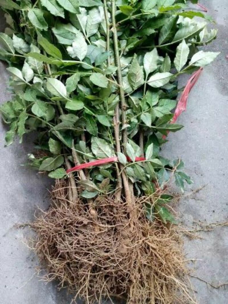花椒苗大红袍花椒苗