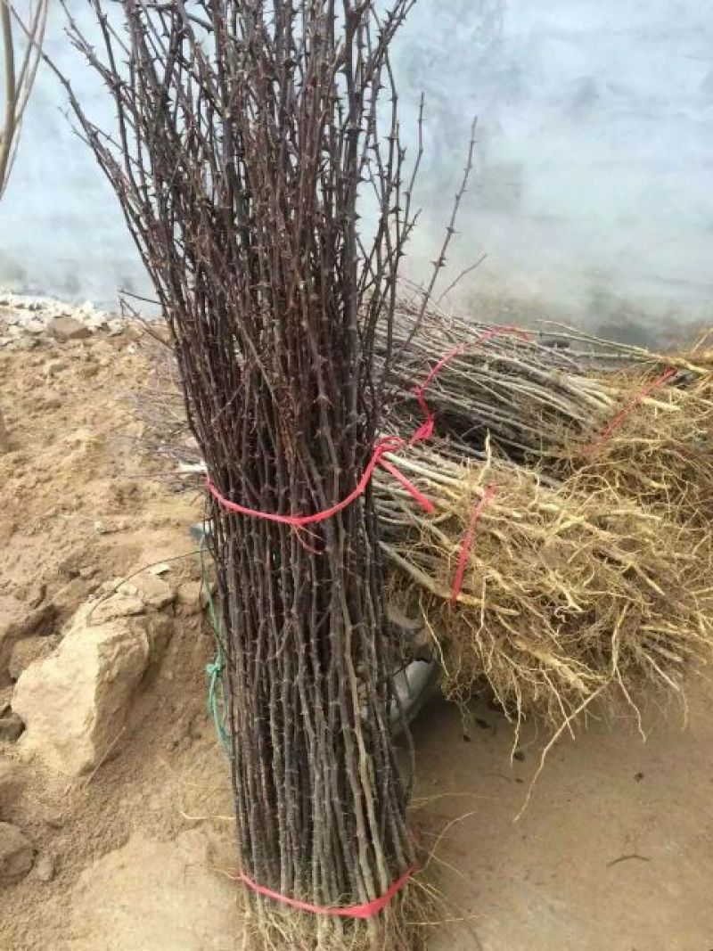 花椒苗大红袍花椒苗