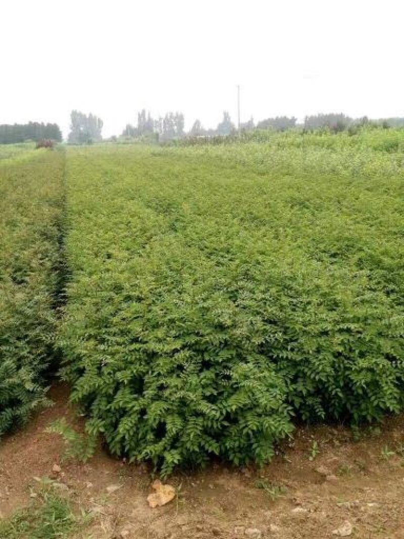 花椒苗大红袍花椒苗