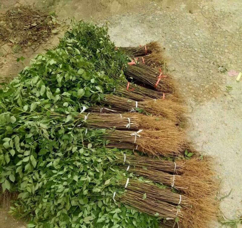 花椒苗大红袍花椒苗
