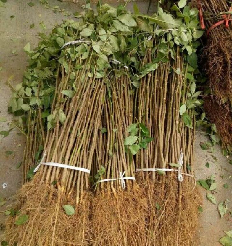 花椒苗大红袍花椒苗
