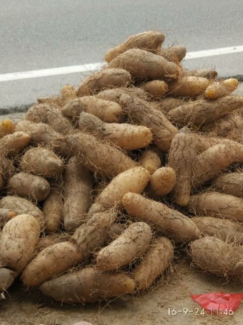 毛薯