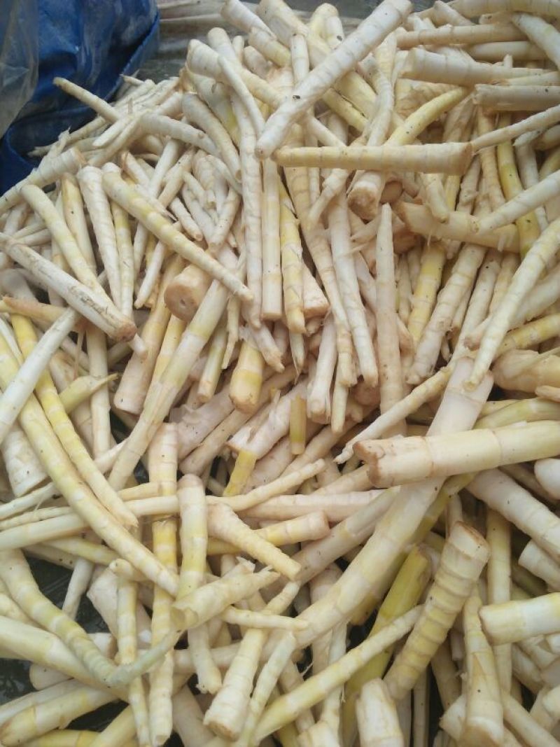 方竹