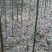方竹