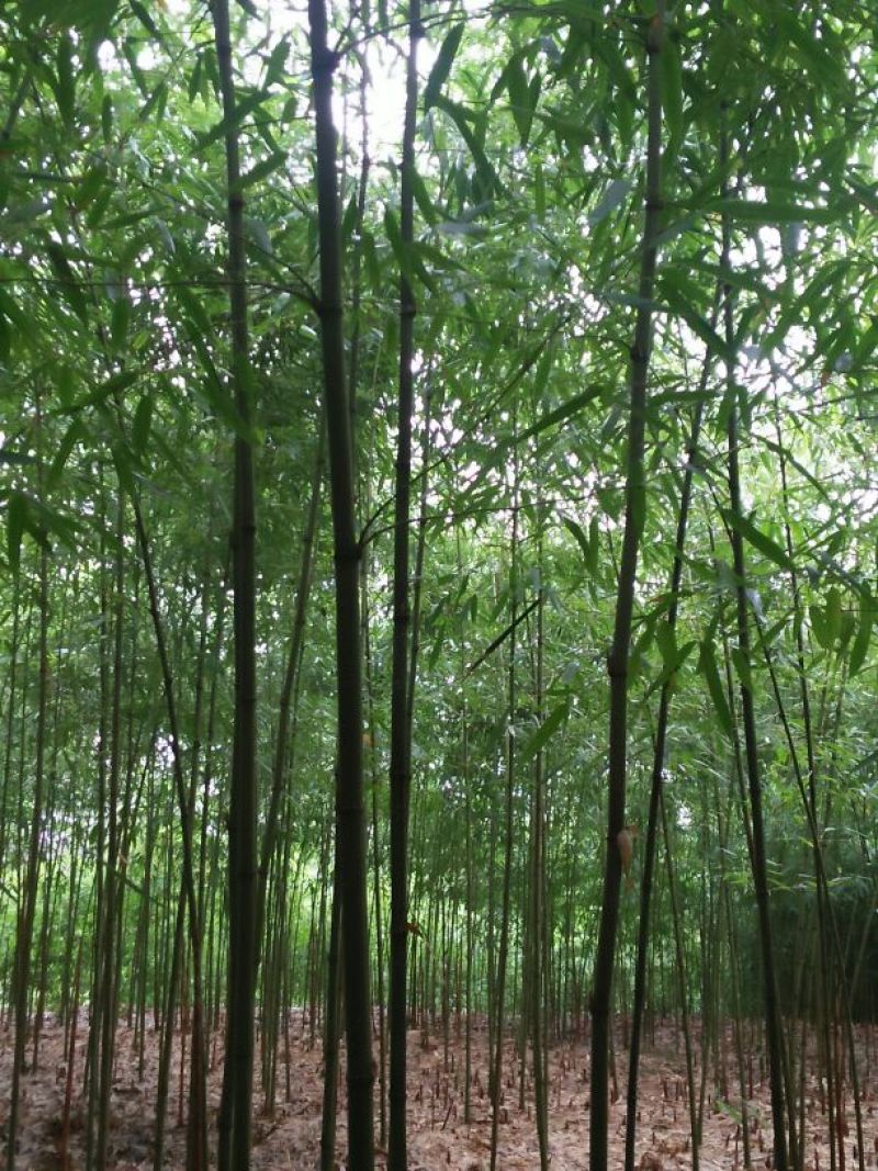 方竹