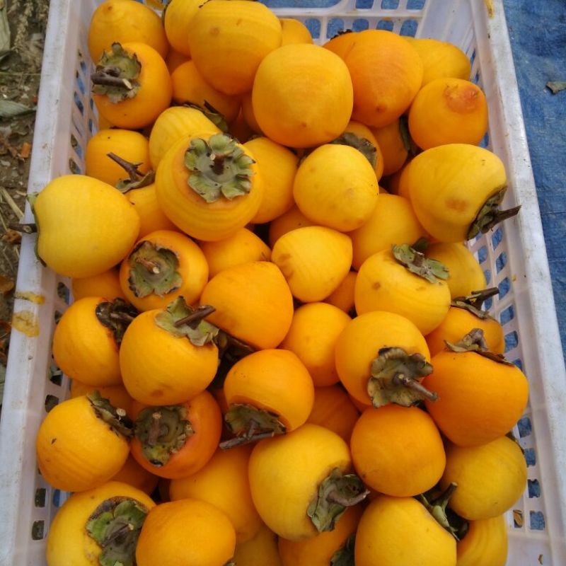 柿饼1~2两