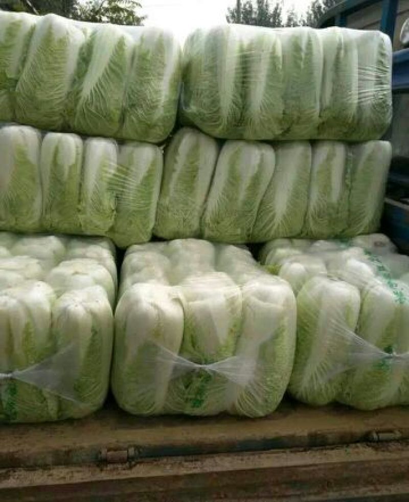 北京新三号白菜大量上市