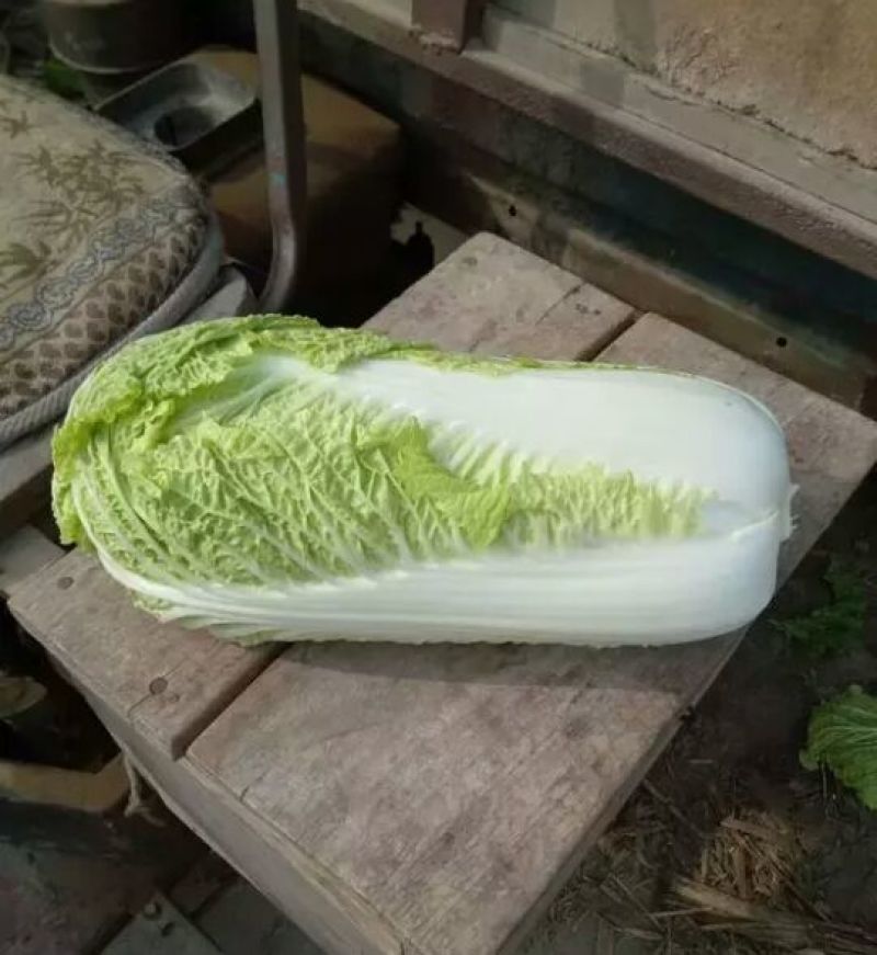 北京新三号白菜大量上市