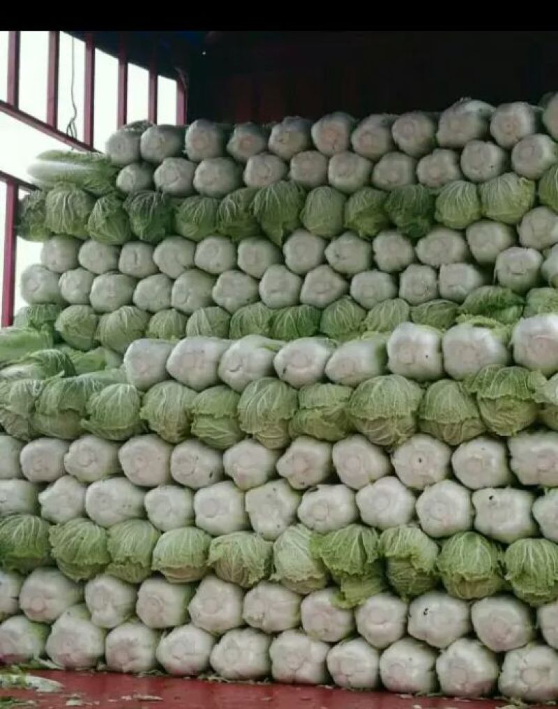北京新三号白菜大量上市