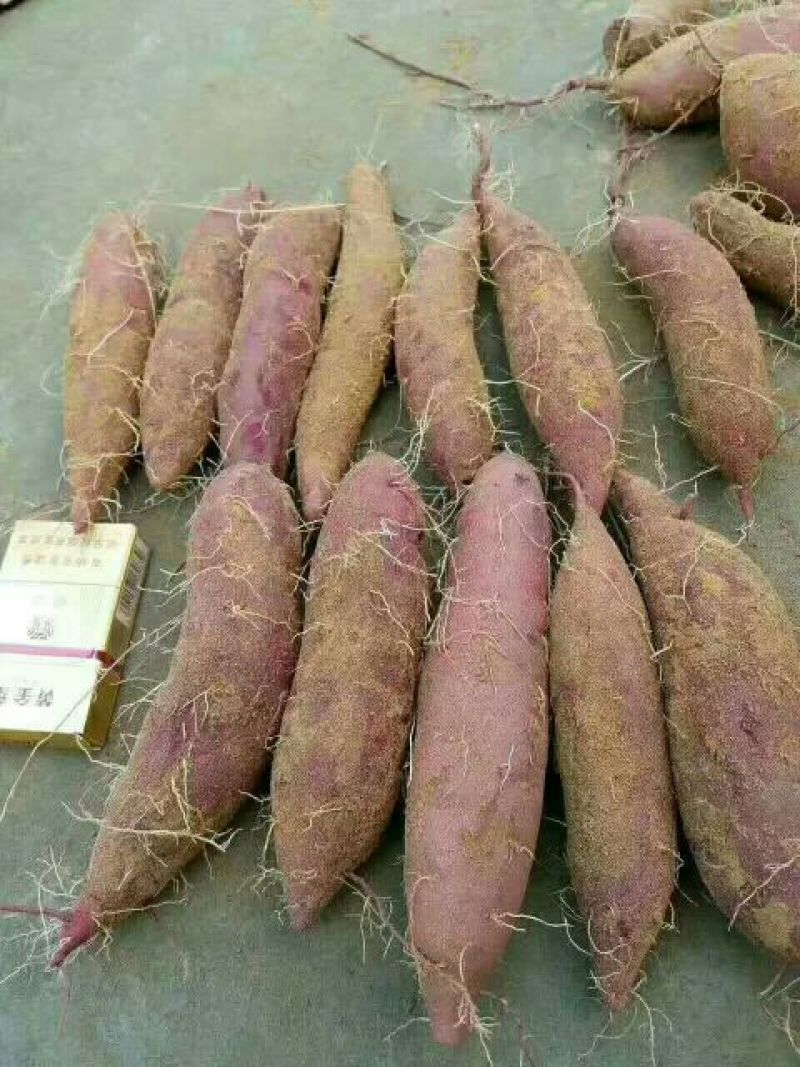 龙薯9号3两以上商品薯红心