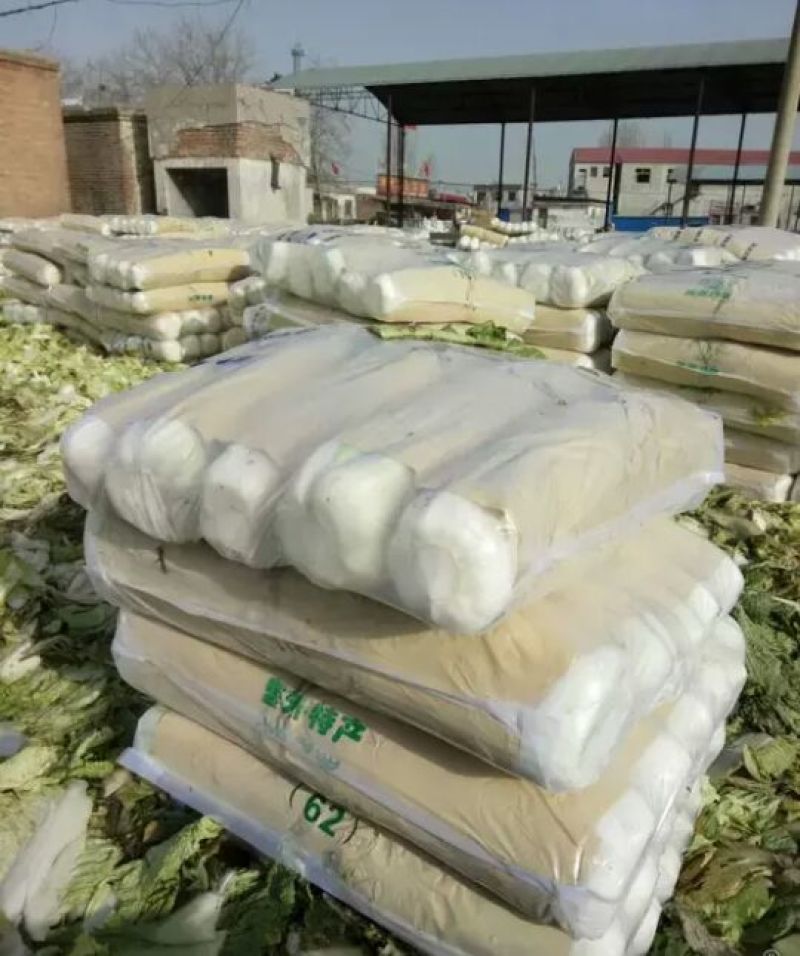 北京新三号白菜大量上市