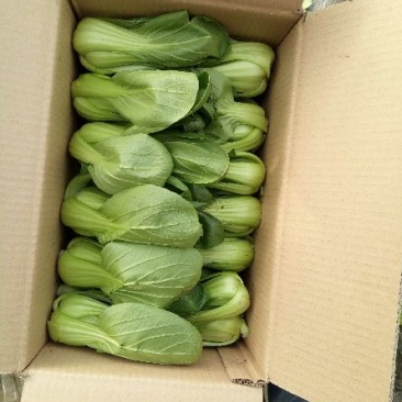 小油菜2两以上