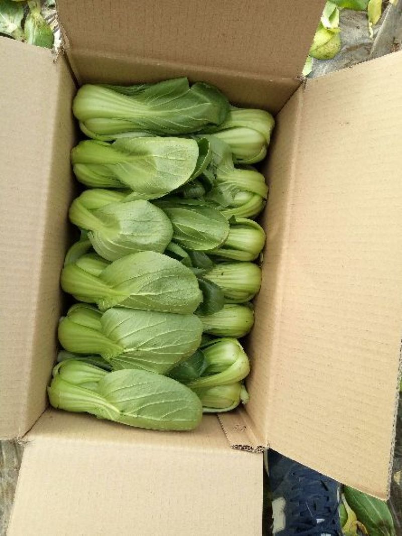 小油菜2两以上