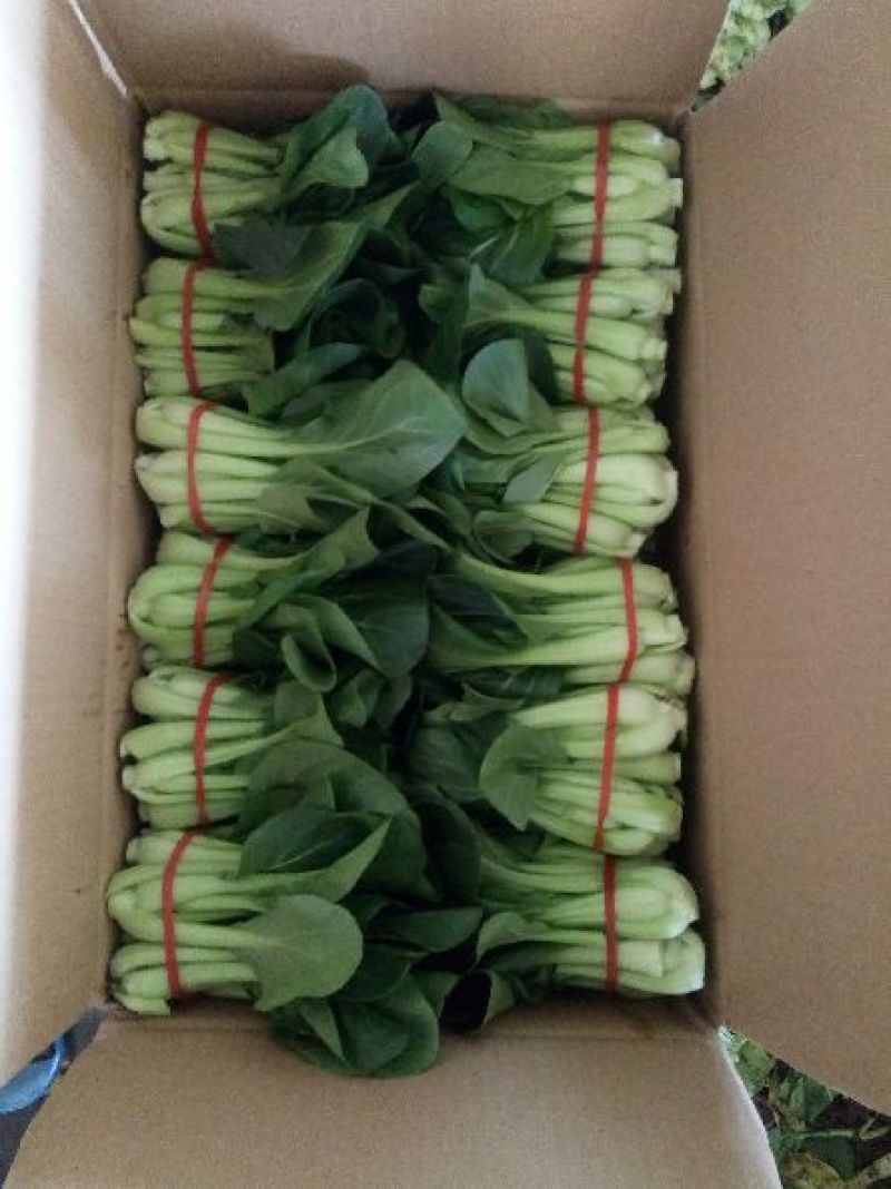 小油菜2两以上