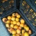 柿子安徽省砀山县牛心柿大量上市，个大鲜艳，量大价低