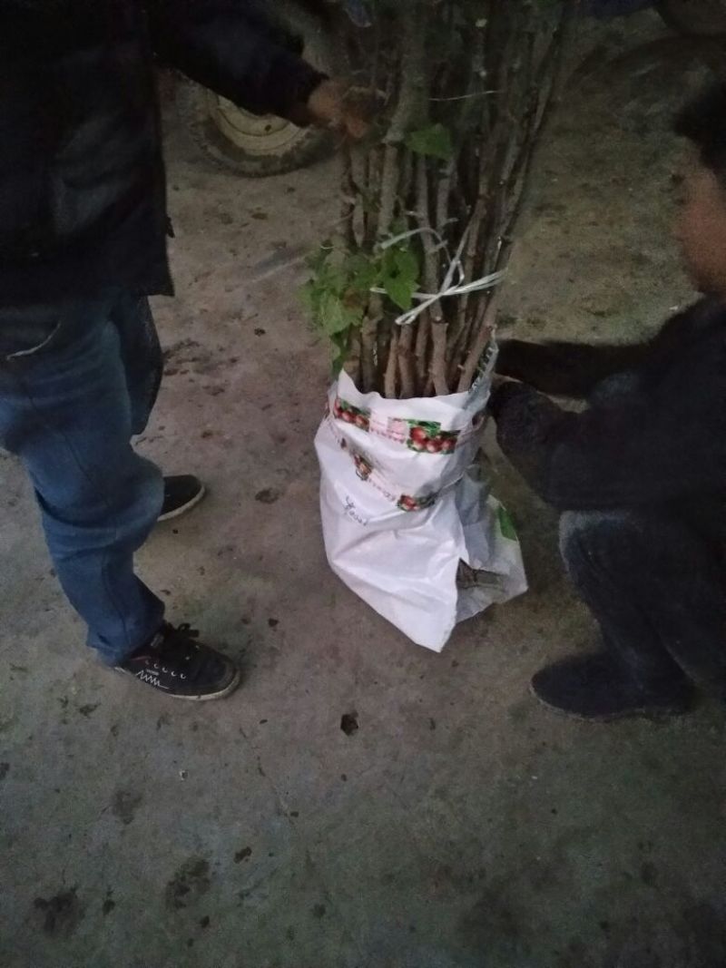 枣树苗品种纯正规格齐全，纯正沾化冬枣苗