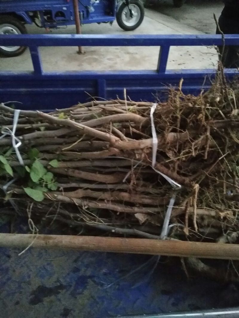 枣树苗品种纯正规格齐全，纯正沾化冬枣苗