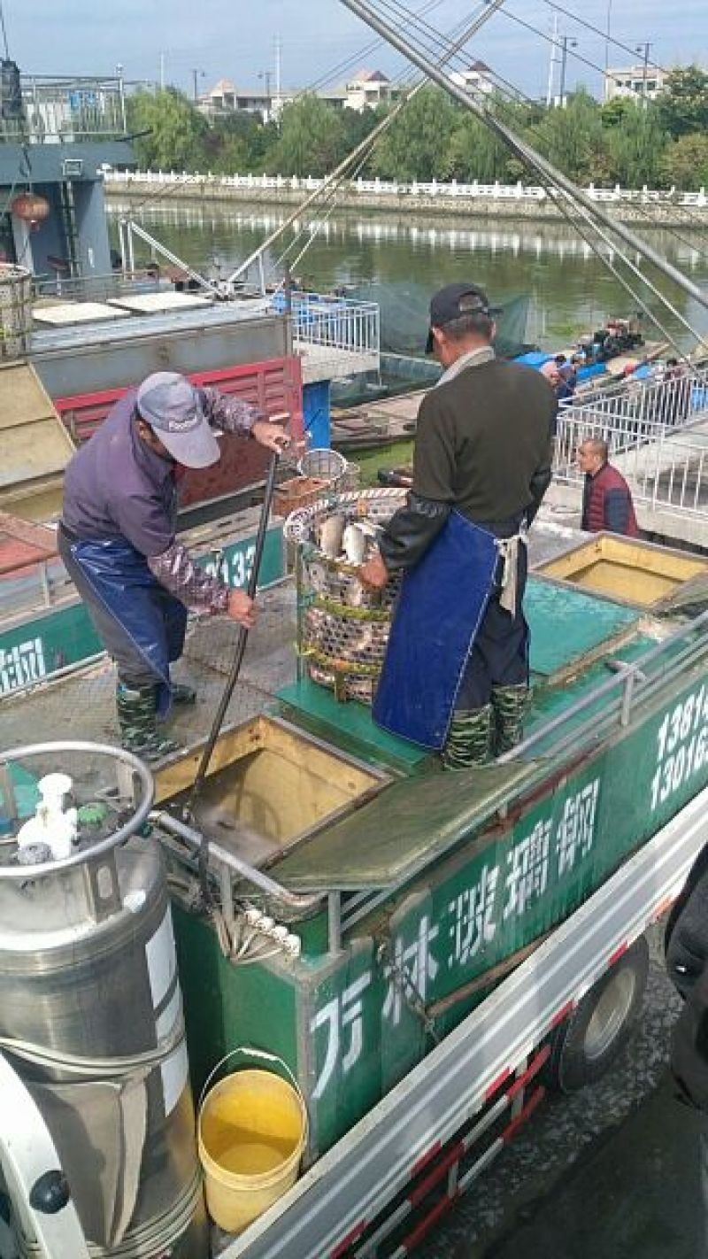 鲫鱼垂钓