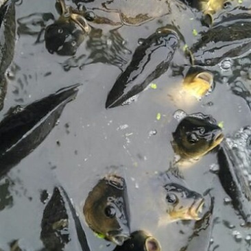 鲫鱼垂钓