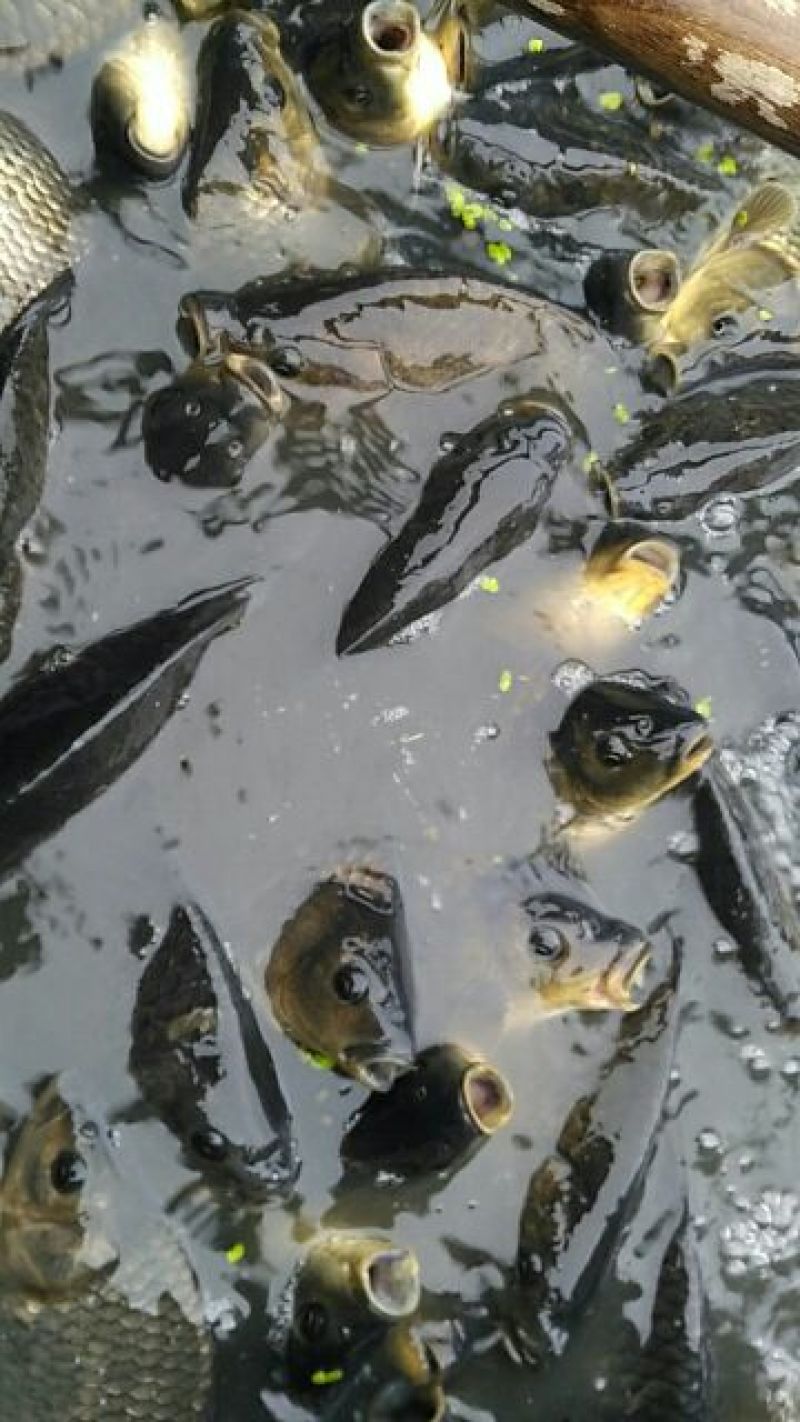 鲫鱼垂钓