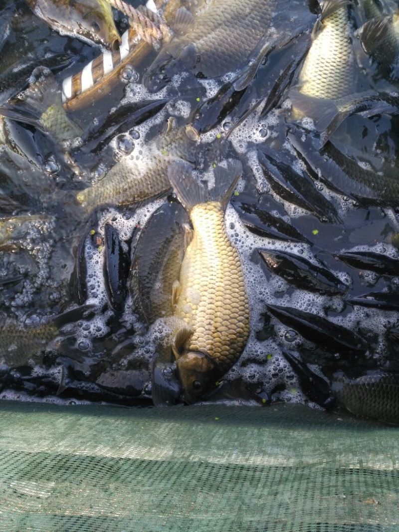 鲫鱼垂钓