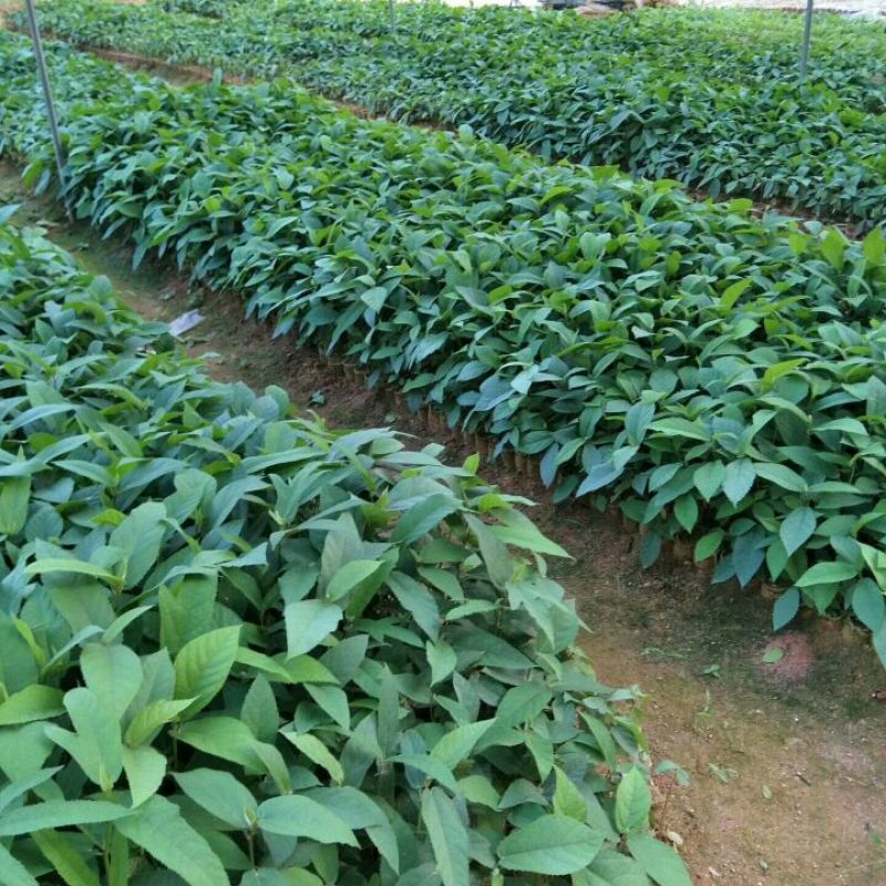 五指毛桃种子苗种植一年后即可收成