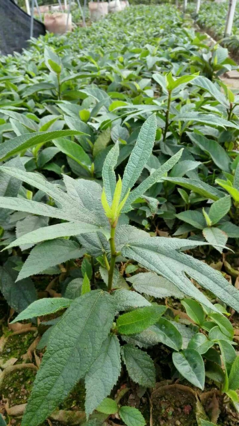五指毛桃种子苗种植一年后即可收成