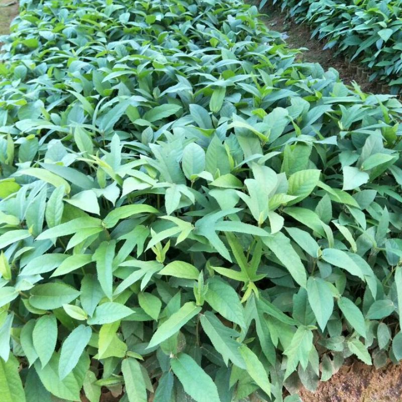五指毛桃种子苗种植一年后即可收成