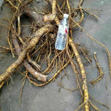 五指毛桃种子苗种植一年后即可收成
