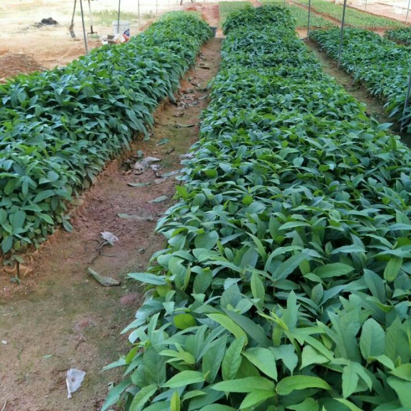 五指毛桃种子苗种植一年后即可收成