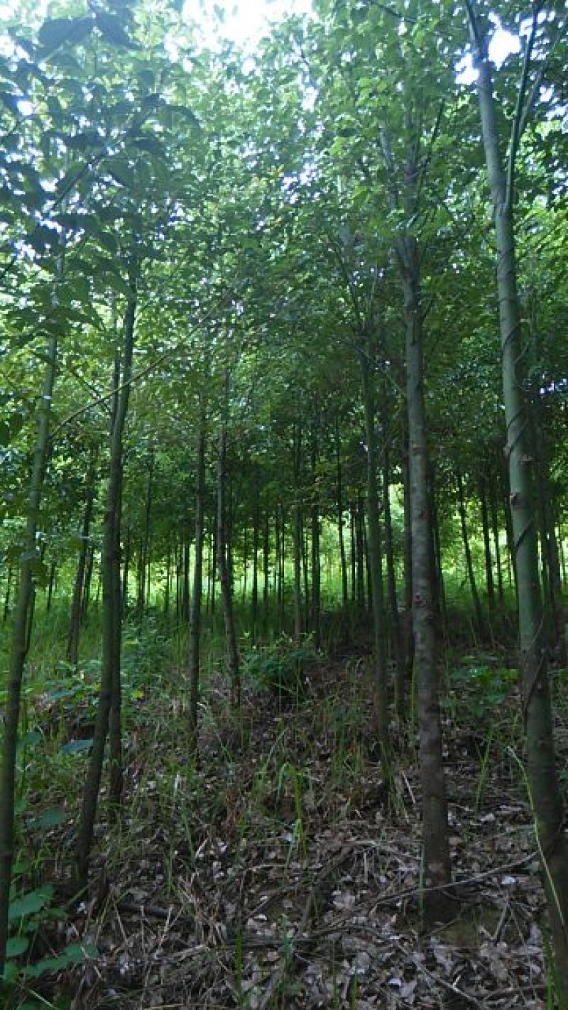 大叶香樟10~12cm8~10cm4米以上