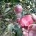 红肉苹果树苗119--06红肉苹果苗品种纯