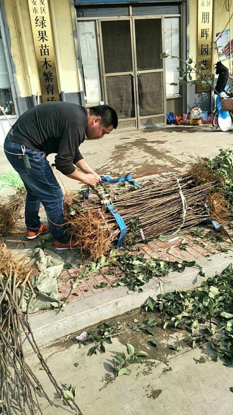 红肉苹果树苗119--06红肉苹果苗品种纯