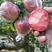 红肉苹果树苗119--06红肉苹果苗品种纯