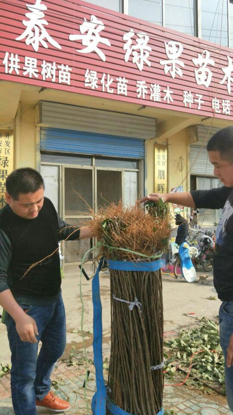 红肉苹果树苗红肉苹果苗品种纯保证二年结果