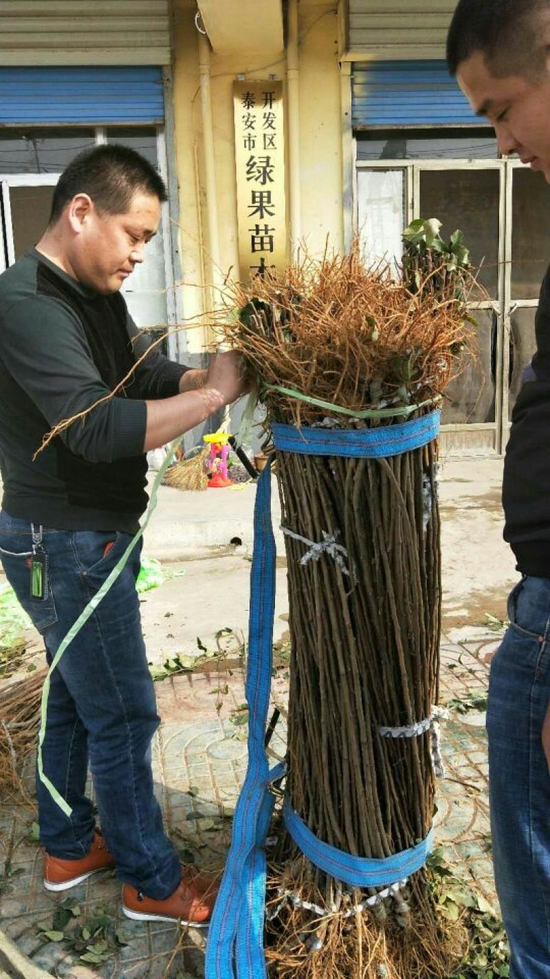 红肉苹果树苗红肉苹果苗品种纯保证二年结果