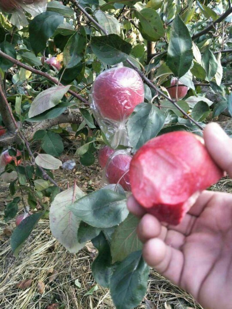 红肉苹果树苗红肉苹果苗品种纯保证二年结果