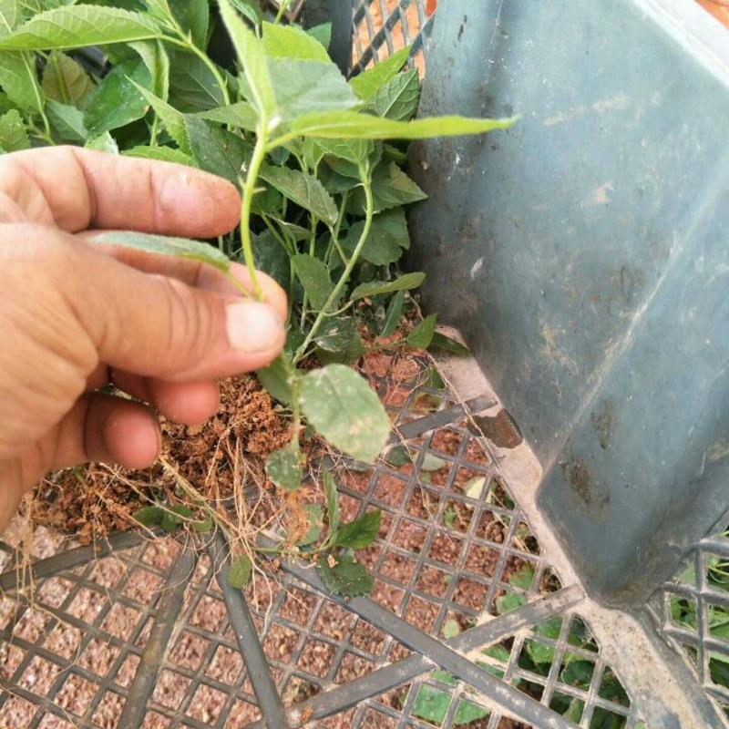 五指毛桃种子苗种植一年后即可收成