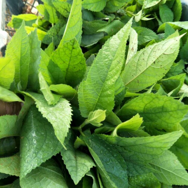 五指毛桃种子苗种植一年后即可收成
