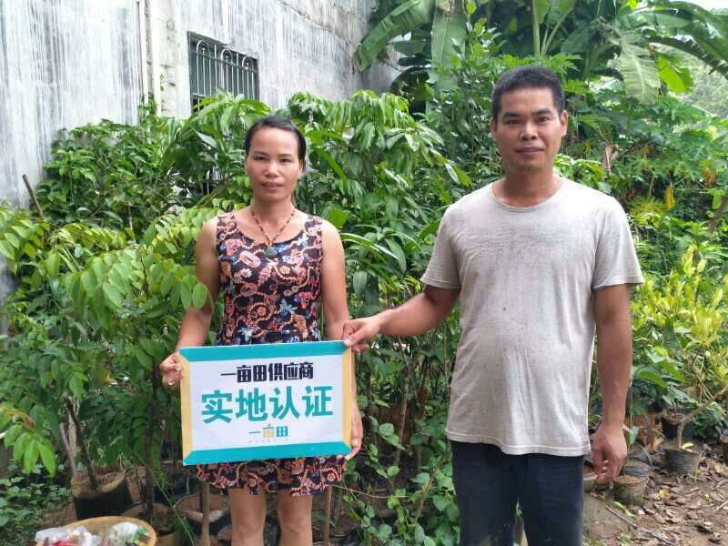 五指毛桃种子苗种植一年后即可收成