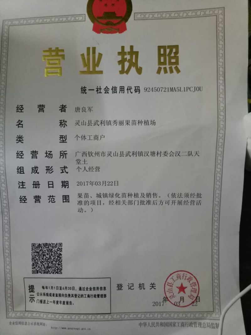 五指毛桃种子苗种植一年后即可收成