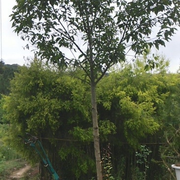 天竺桂1.5~2m