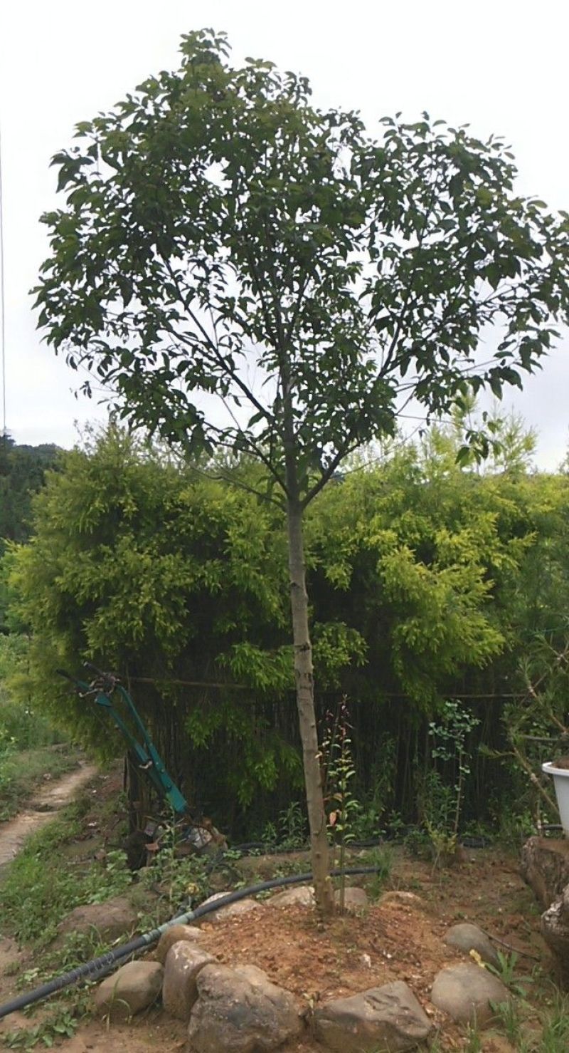 天竺桂1.5~2m