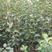 丰水梨，脆冠梨，黄金梨树苗50~80cm