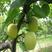丰水梨，脆冠梨，黄金梨树苗50~80cm