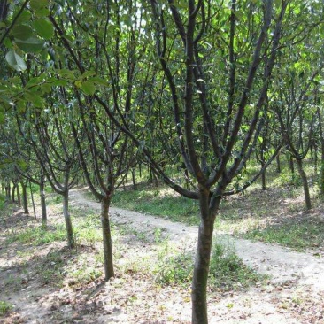 木瓜树261~300cm