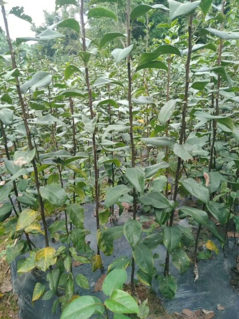 翠冠梨苗，黄金梨，圆黄，金秋。保证品种现挖现发。