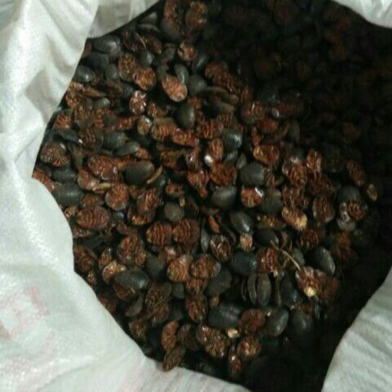 土元大母虫