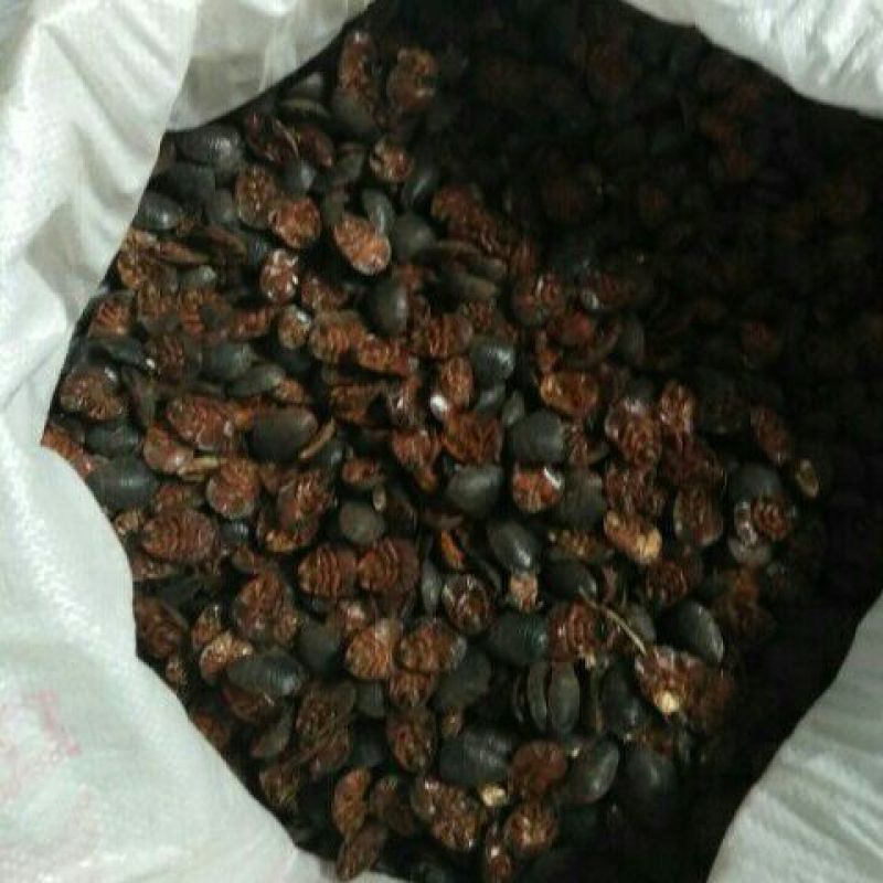 土元大母虫