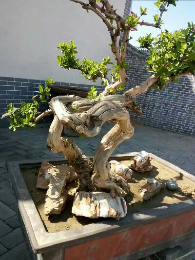 金银花1米以下